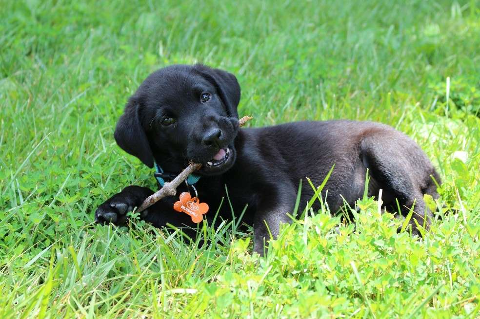 Los resultados se basan en datos genéticos de 100 perros labrador cachorros y de edad avanzada.