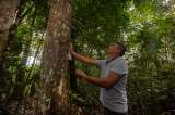 Pacto por la madera legal: una alianza para aprovechar sosteniblemente los bosques
