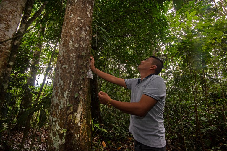 Pacto por la madera legal: una alianza para aprovechar sosteniblemente los bosques