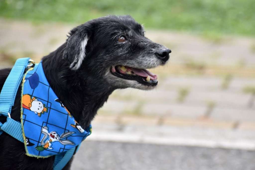 Era el perro con más tiempo en el centro de protección y bienestar animal La Perla de Medellín.