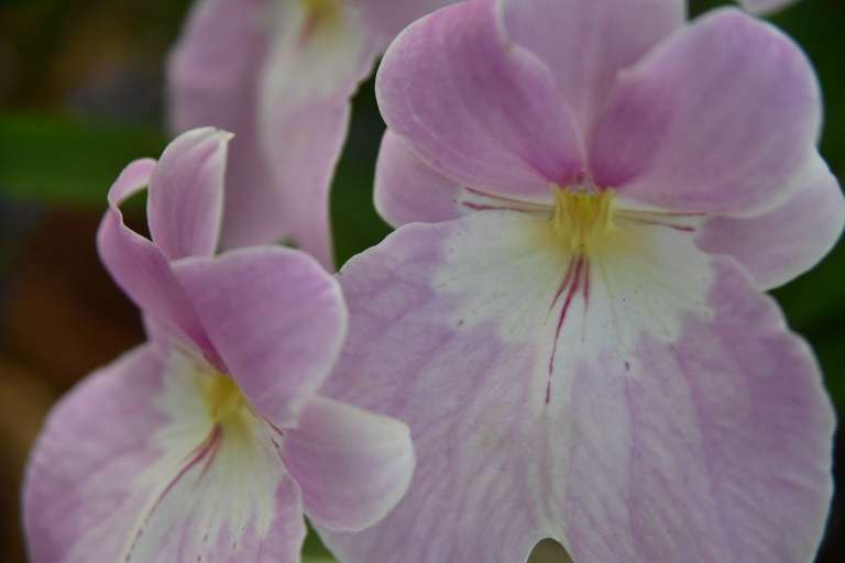 En el encuentro destaca la muestra de las 12 orquídeas que han sido descubiertas recientemente en los departamentos de Cundinamarca, Antioquia, Arauca, Putumayo y Cauca por los botánicos Rubén P. Sauleda, Carlos Uribe Vélez, Dariusz L. Szalachetko, Juan G. Saldarriaga, Juan Carlos Uribe, Andrea Niessen y Juan Camilo Ordoñez.