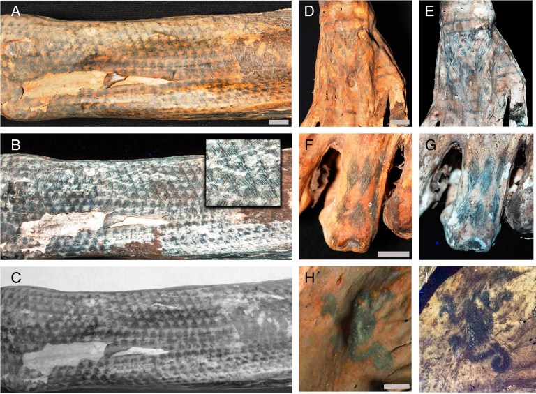 Revelan tatuajes de momias de 1.200 años de antigüedad con asombrosos detalles