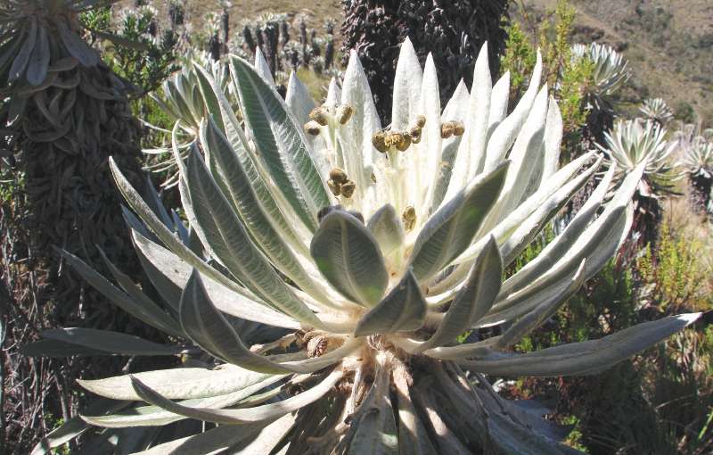Frailejón (Espeletia discoidea), utilizada como planta ornamental y medicinal. / Mauricio Diazgranados