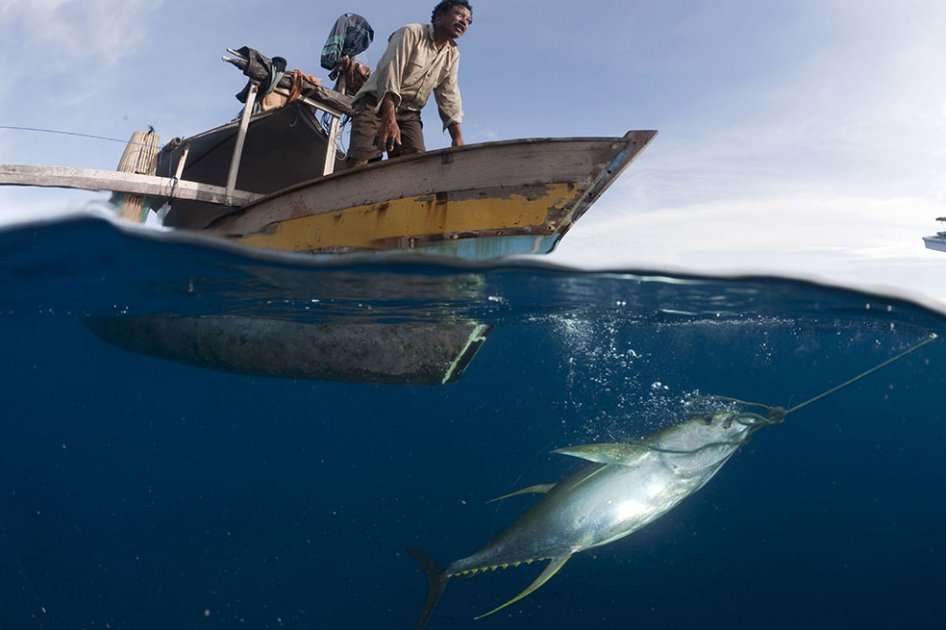 Las amenazas al océano ponen en riesgo US$2,5 billones. / Juergen Freund - WWF