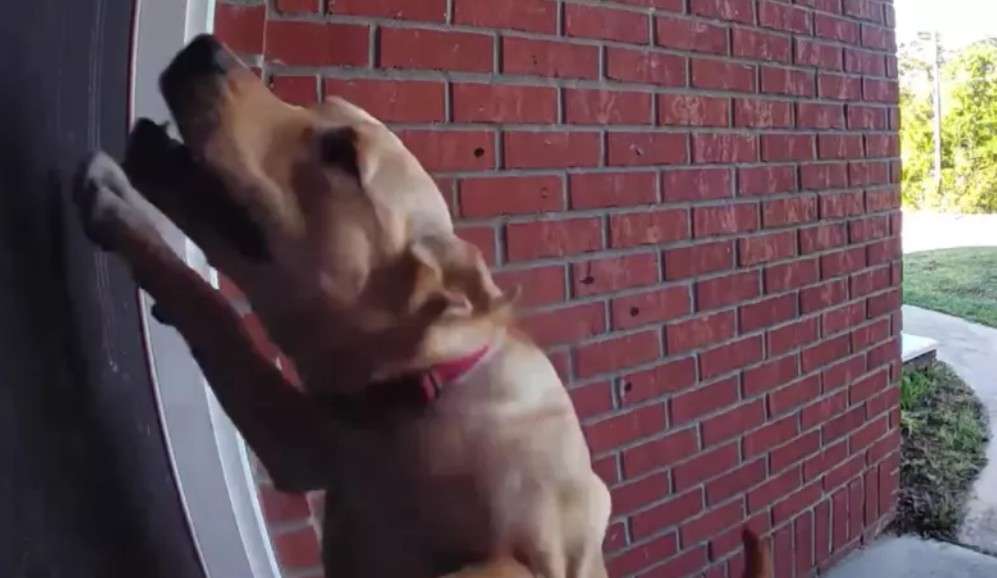 El video, que fue compartido con Newsweek, muestra a Kota empujando el timbre con sus patas delanteras y rascando la puerta, claramente ansioso por entrar.