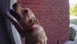 Recibió alerta del timbre y se llevó una sorpresa: su perro “tocaba” la puerta