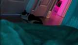 Gato sorprende a su dueña al tocar la puerta a la madrugada de forma insistente