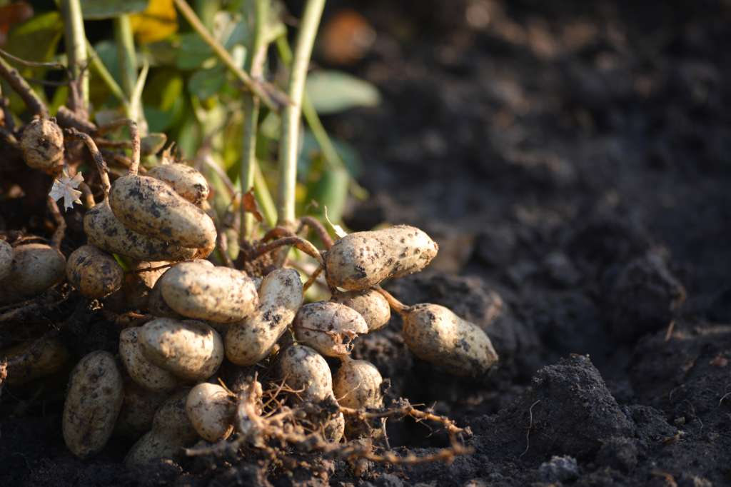 El maní debe cultivarse en lugares cuya temperatura oscile, preferiblemente, entre los 20 y 27 grados.