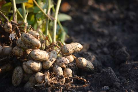 Planta de maní: una sabrosa y crujiente historia de la que puede hacer parte