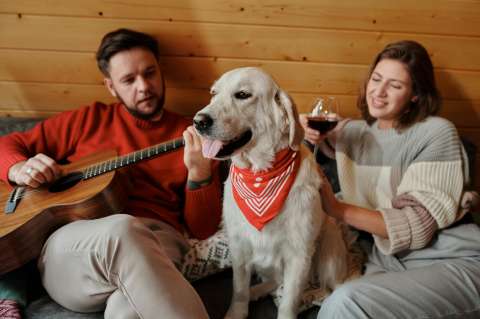 Canciones sobre perros y gatos: temas que nacieron del amor de los artistas por sus mascotas