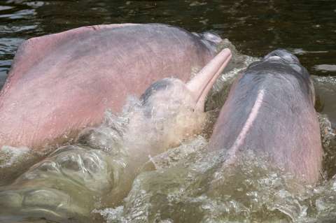 Galeria: minería y deforestación, amenazas para los delfines rosados del Amazonas