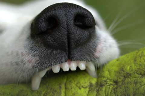 ¿Cómo evitar que un perro me muerda? Consejos y recomendaciones