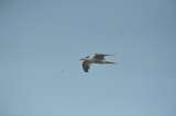 Mañana es el October Big Day, día global para avistar aves, ¿cómo participar?