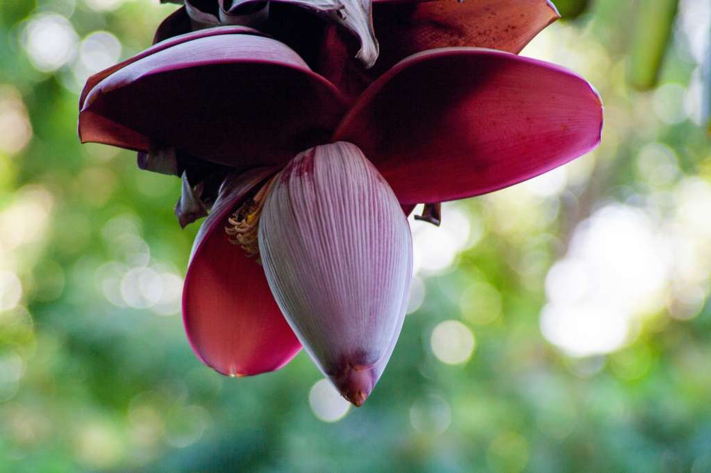 Las flores del plátano sirven tanto para producir el fruto como para aprovecharse en la alimentación