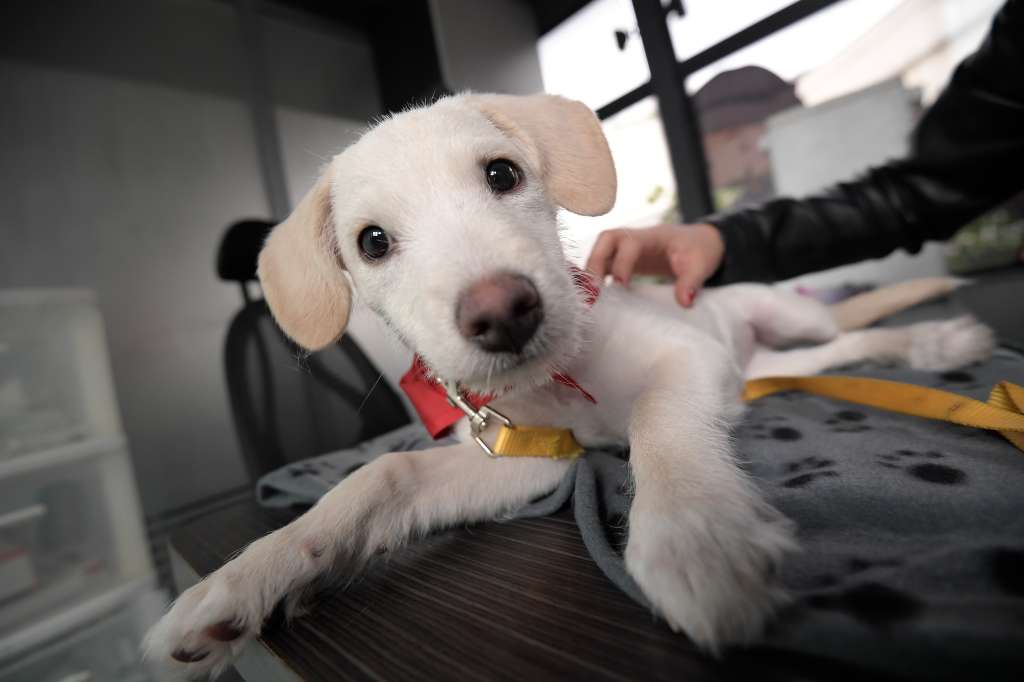 La alcaldía de Usme inaugura la unidad móvil para atención veterinaria gratuita en el sur de Bogotá