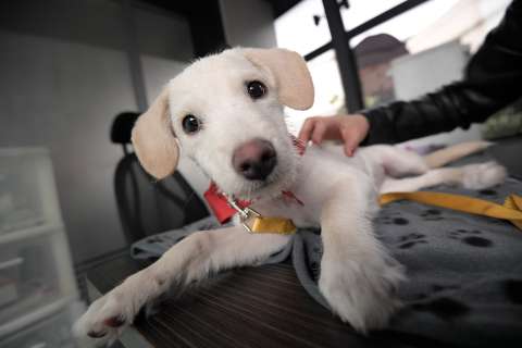 Vetesoft lanza MIAUV, la IA que revoluciona el diagnóstico veterinario