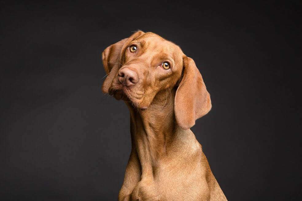 La iniciativa contempla que los animales de compañía podrán ser comercializados después de los tres meses de vida y deberán entregarse esterilizados, con el microchip de identificación y con el esquema de salud al día.  / Tomada de Pixabay/Referencia
