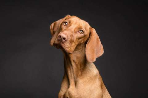 Abecé del código de bienestar y protección animal que discutirá el Congreso