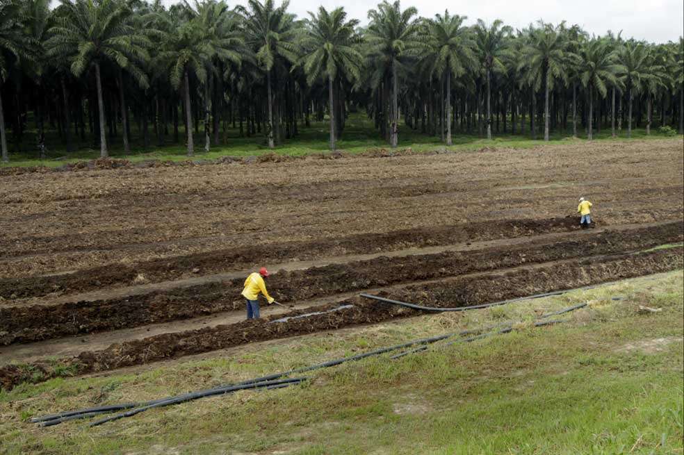 Fotografía del 4 de junio de 2013 de trabajadores de una planta de aceite de palma en Aracataca, norte de Colombia. Según Fedepalma, Colombia dispone de más de 30 millones de hectáreas para crecimiento agrícola sin afectar bosques ni áreas de alto valor de conservación.