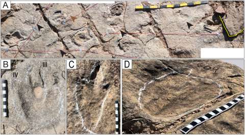 Descubrieron el yacimiento de huellas de dinosaurios más extenso del mundo