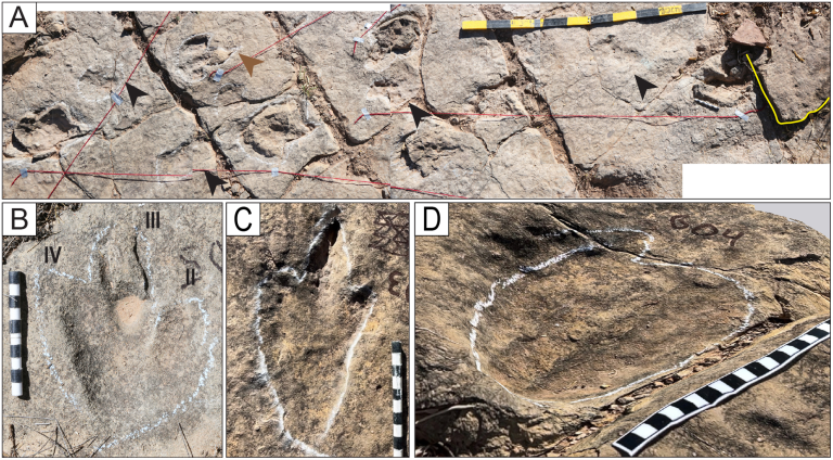Descubrieron el yacimiento de huellas de dinosaurios más extenso del mundo