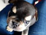 Fiscalía imputa cargos por cruel muerte de cachorro Odín