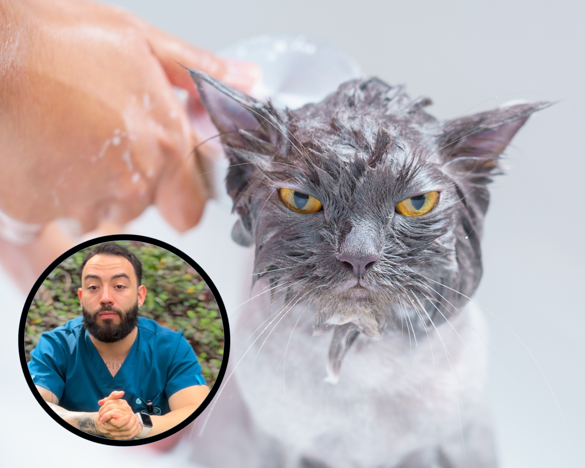 “Los gatos no se tienen que bañar”: Camilo Veterinario contundente con práctica común