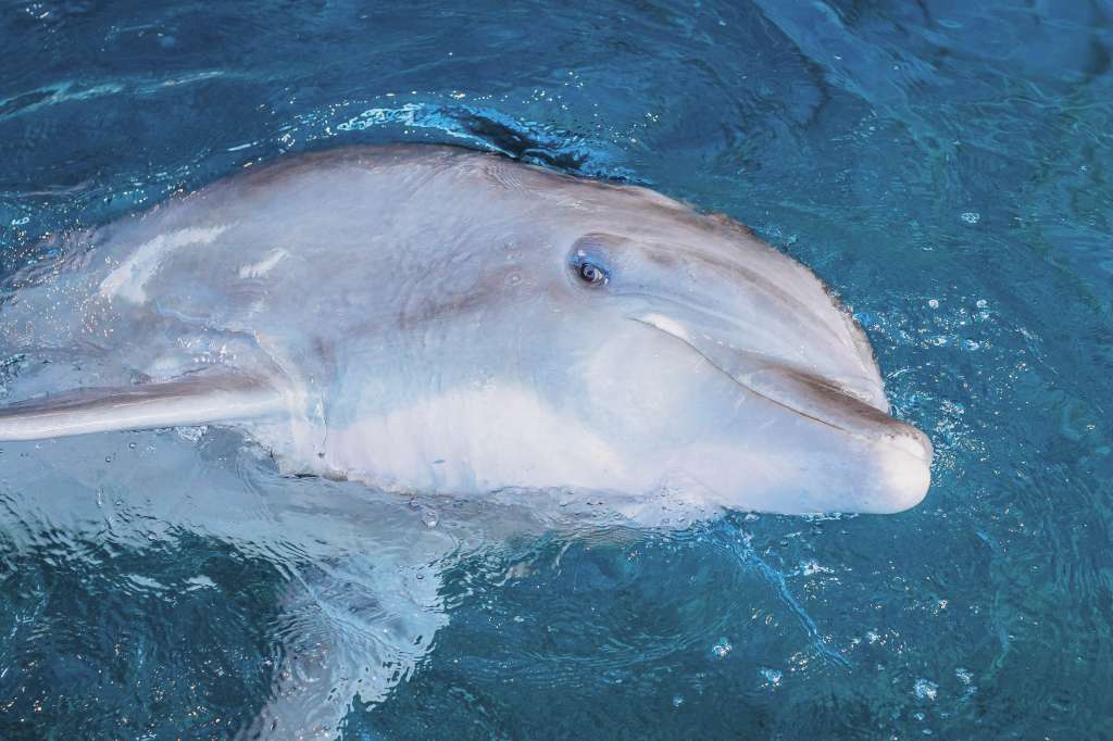 USA3220. CLEARWATER (ESTADOS UNIDOS), 23/01/2023.- Fotografía cedida sin fechar de Clearwater Marine Aquarium (CMA) donde se muestra al delfín Hemingway, en Florida (EEUU). El delfín Hemingway, uno de los ejemplares de su especie en cautividad más populares del sur de Estados Unidos, murió este lunes en el centro de recuperación de especies marinas Clearwater Marine Aquarium (CMA) de Florida. EFE/ Clearwater Marine Aquarium /SOLO USO EDITORIAL/NO VENTAS/SOLO DISPONIBLE PARA ILUSTRAR LA NOTICIA QUE ACOMPAÑA/CRÉDITO OBLIGATORIO