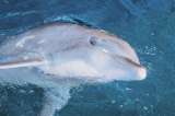 Murió Hemingway, uno de los delfines más populares e importantes de Estados Unidos