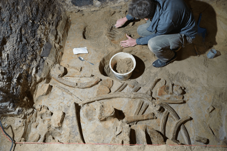 Hombre descubre los huesos de varios mamuts de hace 40.000 años en su cava de vinos