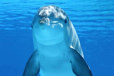 A los delfines también les gusta ver televisión