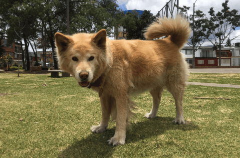 Buscan a Asia: la perrita que recorre Bogotá intentando volver a casa