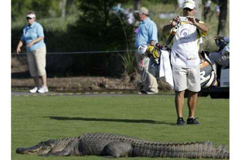 Cocodrilo mató a un golfista en Sudáfrica
