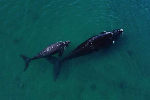 Ascienden a 30 las ballenas muertas en santuario de la Patagonia, Argentina