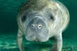 Especies que están en vía de extinción en Colombia