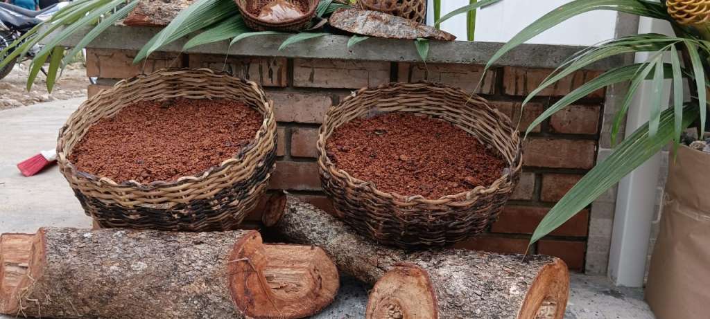 Los Ingas empiezan recolectando y seleccionando los frutos maduros de la palma de Canangucha y luego la llevan a Sacha Muiu, donde se repite el proceso de selección por peso y calidad.