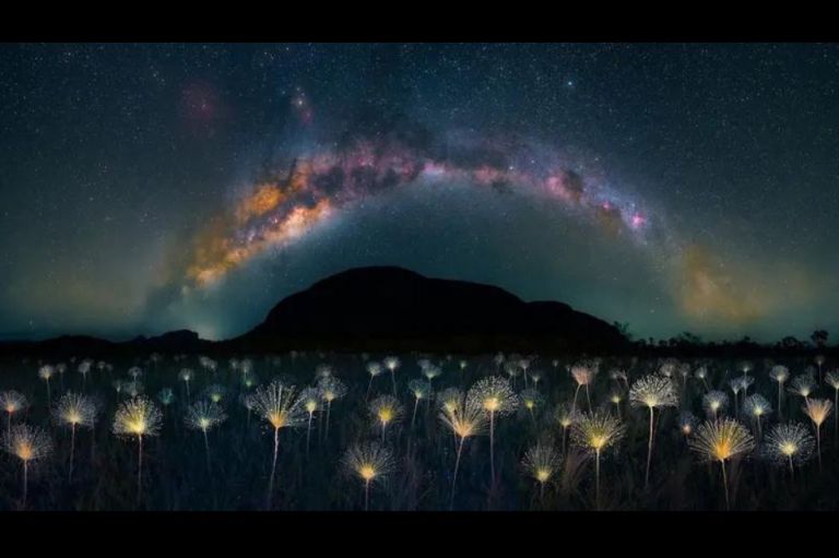 Vida vegetal:
Marcio Cabral tomó esta imagen en un parque nacional brasileño que alberga una rica biodiversidad y paisajes impresionantes. "Las flores blancas que destacan en primer plano son una especie rara de Paepalanthus, un género de plantas endémicas de la región", asegura.