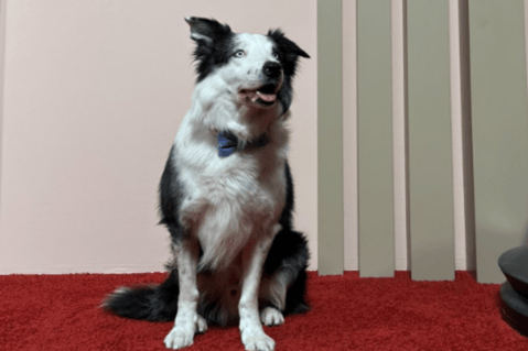 Messi, el perro que irá a los premios Óscar