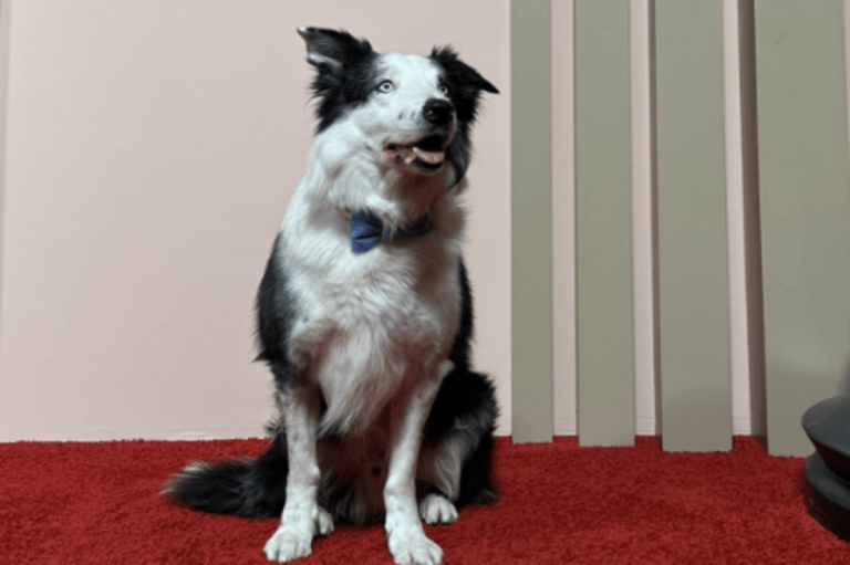 Messi, el perro que irá a los premios Óscar