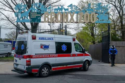 Coronavirus se extiende entre cinco tigres y tres leones de un zoológico de Nueva York