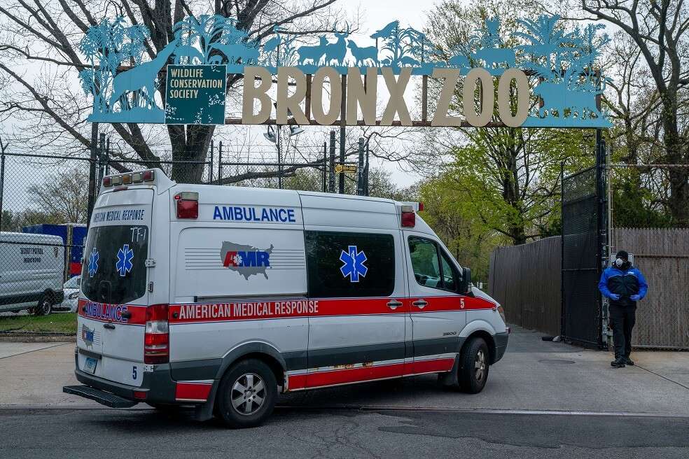 Siete felinos más fueron reportados como positivos para coronavirus, después de que una tigresa fuera reportada hace unas semanas en el Zoológicod de Bronx, en Nueva York. / AFP