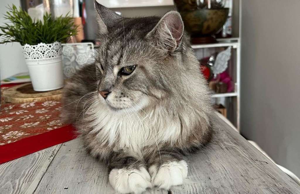 Así luce Romeo tres años después de su cirugía. Le encanta tomar el sol.