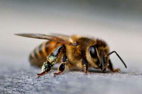 Las abejas entienden el concepto de "cero", según estudio