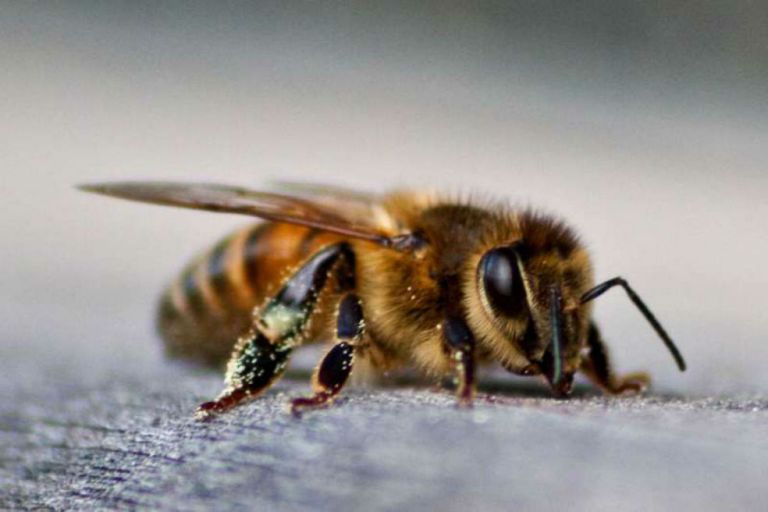 Las abejas entienden el concepto de «cero», según estudio