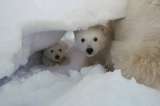 Esta osa polar sorprendió a varios investigadores: “adoptó” un cachorro que no era suyo