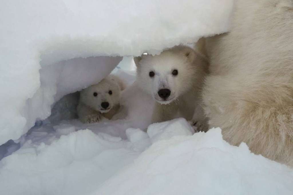 Observar esta primera etapa de los osos polares es muy difícil, porque se ubican en terrenos alejados y no es recomendable acercarse. Para este estudio se utilizaron cámaras remotas.