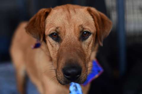 Perros y gatos criollos tendrán su propio concurso de belleza en Bogotá