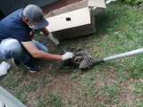 42 animales silvestres han retornado a su hábitat natural en el sur del Meta