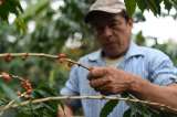 Rescate del café futuro: así se está aliviando la crisis para los cafeteros