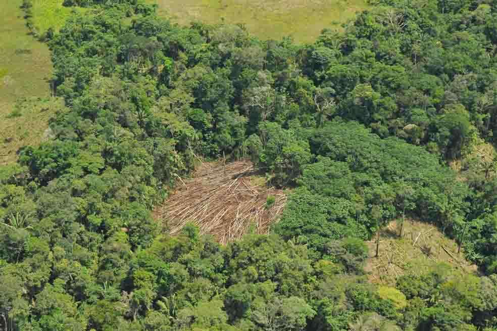 20% del total de emisiones de carbono en el mundo vienen de la deforestación. / Archivo